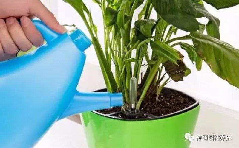 花卉苗木:自然气息与生态美学