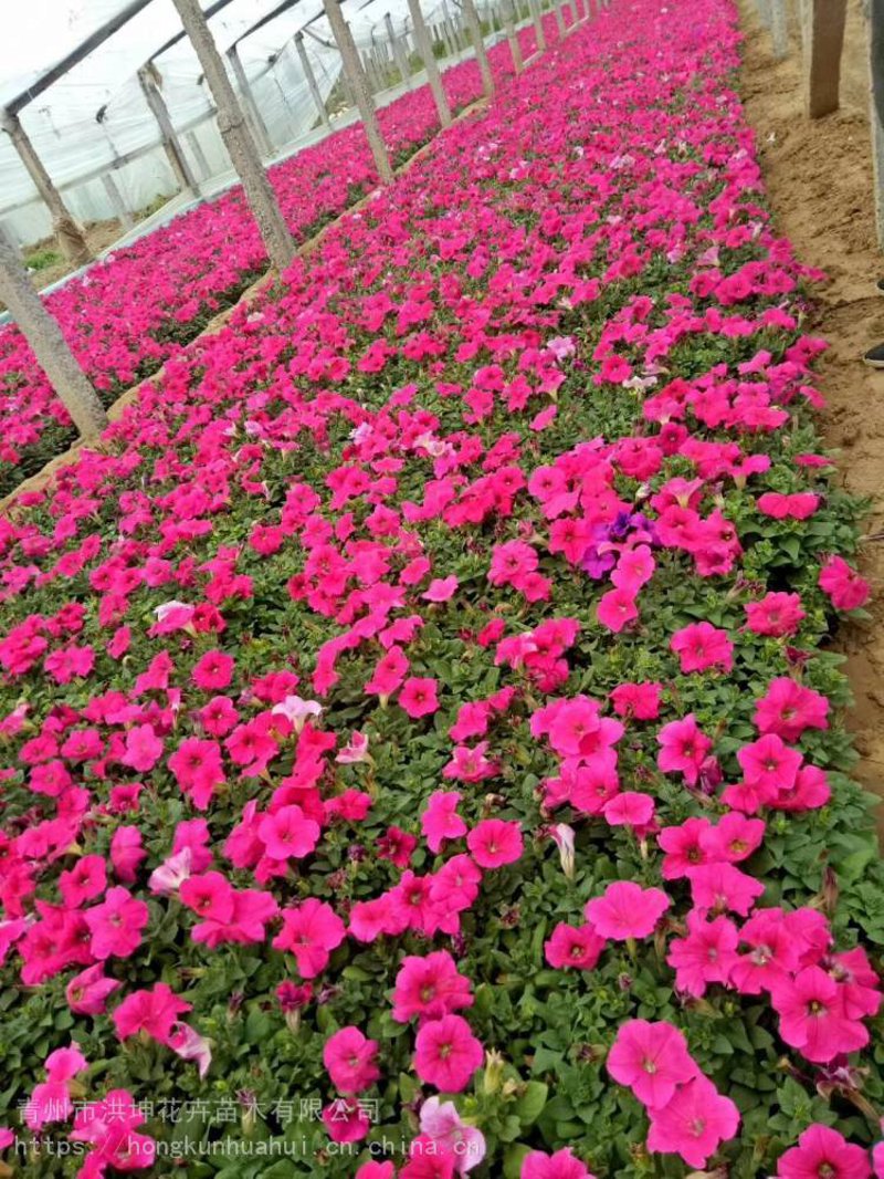 时令草花：扮靓四季的秘密武器
