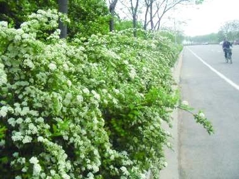 品味生活:盆景出租选购指南