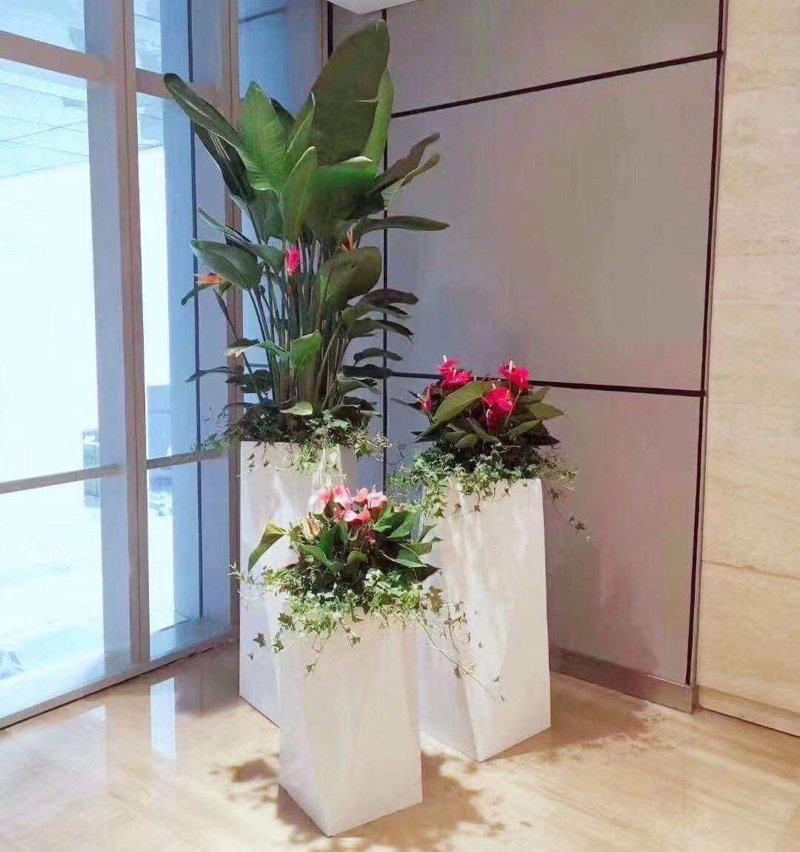 绿意盎然：盆景出租在城市生活中的应用